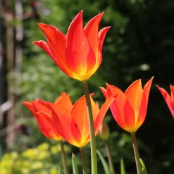 Tulipe Ballerina - Le parfum rare des tulipes