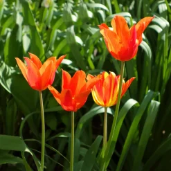 Tulipe Ballerina - Le parfum rare des tulipes