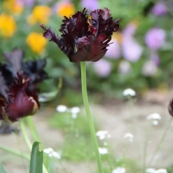 Tulipe Black Parrot - Le noir qui fait sensation