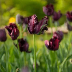 Tulipe Black Parrot - Le noir qui fait sensation