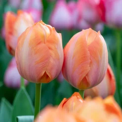 Tulipe Darwin Apricot van Eijk - Un printemps abricot lumineux