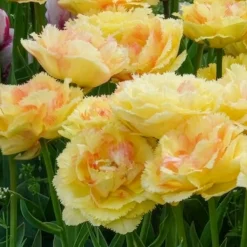 Tulipe double frangée Vaya con Dios - Des fleurs qui font sensation