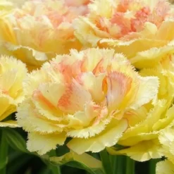Tulipe double frangée Vaya con Dios - Des fleurs qui font sensation