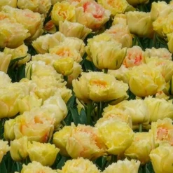 Tulipe double frangée Vaya con Dios - Des fleurs qui font sensation