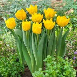 Tulipe double hâtive Marie Jo - Floraison double dès le printemps
