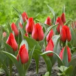 Tulipe Jules César - Un rouge éclatant au jardin
