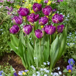 Tulipe Negrita - Le violet qui claque au jardin
