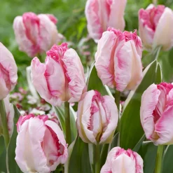 Tulipe Parrot Pink Vision - Des pétales qui font sensation