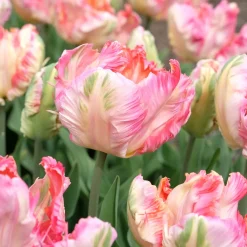 Tulipe Parrot Pink Vision - Des pétales qui font sensation
