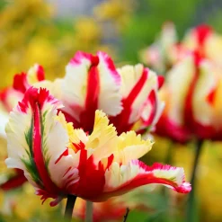 Tulipe perroquet Flaming Parrot - Des pétales flammés uniques