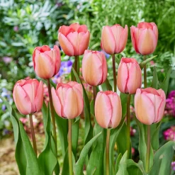 Tulipe Pink Impression - Rose éclatant dès le printemps
