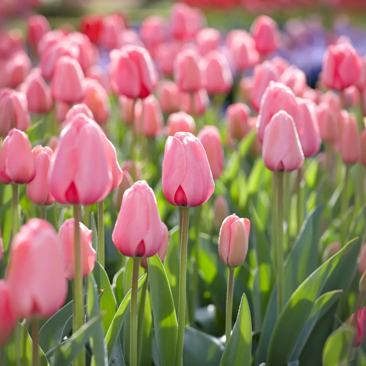 Tulipe Pink Impression - Rose éclatant dès le printemps
