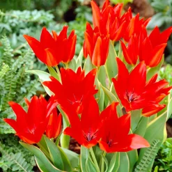 10 Tulipe Praestans Bloemenlust - Plusieurs fleurs par bulbe