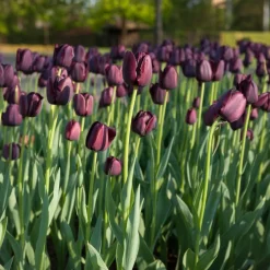Tulipe Queen of Night - Le noir chic au jardin