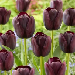 Tulipe Queen of Night - Le noir chic au jardin