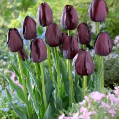 Tulipe Queen of Night - Le noir chic au jardin