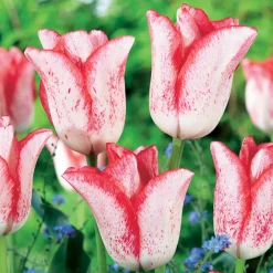 10 Tulipes Beauty trend - Le rouge qui réveille avril