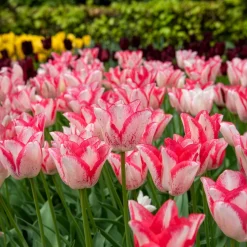10 Tulipes Beauty trend - Le rouge qui réveille avril