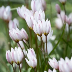 10 Tulipes botaniques Hilde - Le printemps en avance