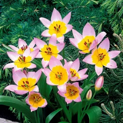 10 Tulipes botaniques Lilac Wonder - Un tapis rose dès mars