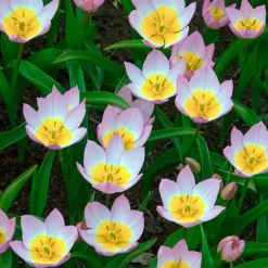 10 Tulipes botaniques Lilac Wonder - Un tapis rose dès mars