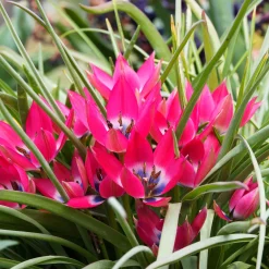 10 Tulipes botaniques Little Beauty - Un tapis de couleurs dès mars
