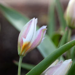 10 Tulipes botaniques Polychroma - Le printemps dès mars
