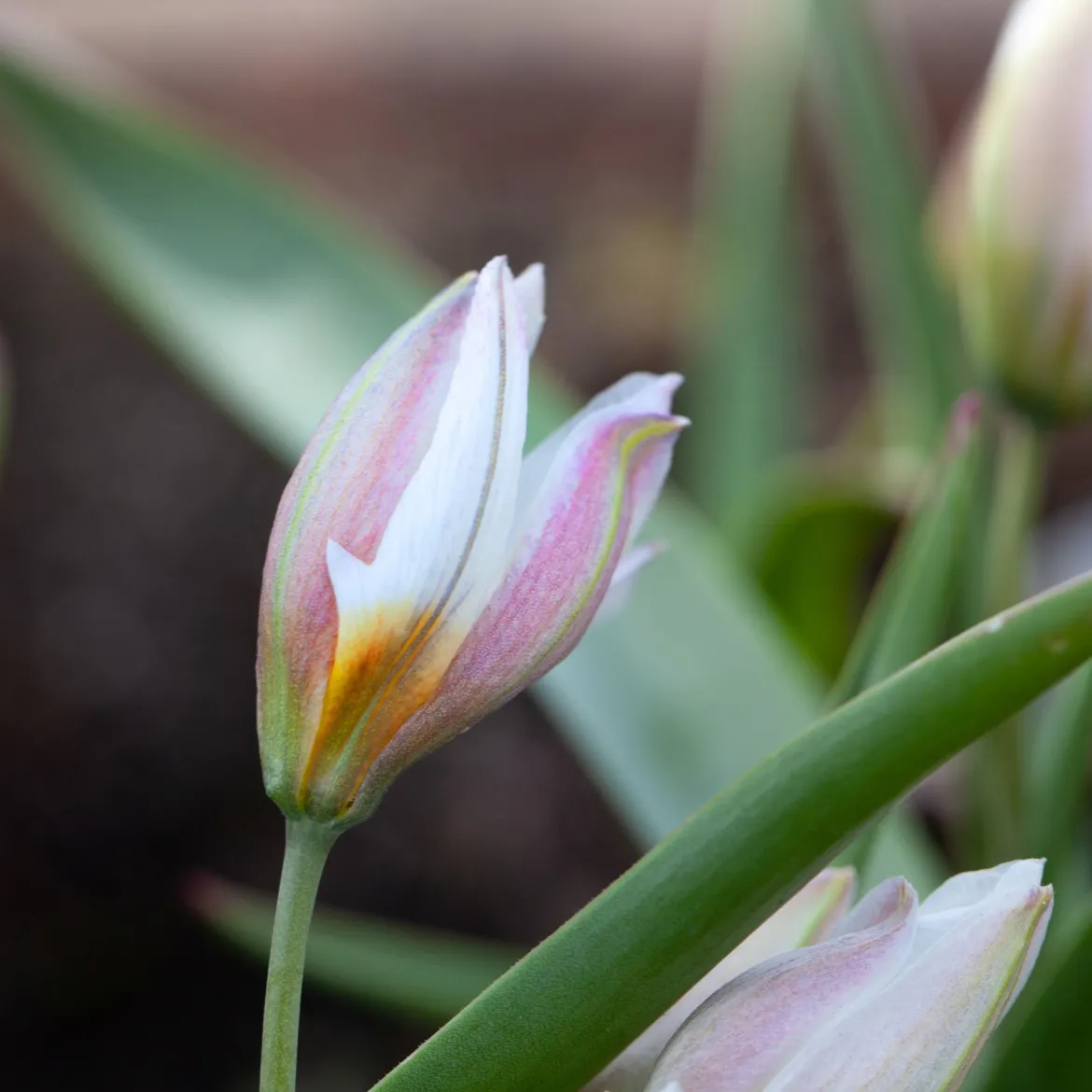 10 Tulipes botaniques Polychroma - Le printemps dès mars