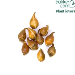 10 Tulipes botaniques Polychroma - Le printemps dès mars