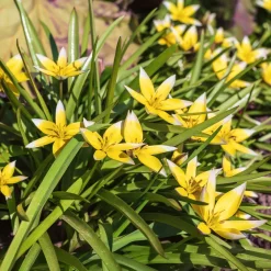 10 Tulipes botaniques Tarda - Le soleil au ras du sol