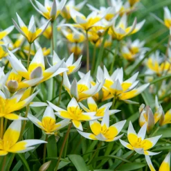 10 Tulipes botaniques Tarda - Le soleil au ras du sol