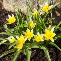 10 Tulipes botaniques Tarda - Le soleil au ras du sol
