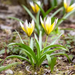 10 Tulipes botaniques Tarda - Le soleil au ras du sol
