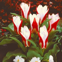 10 Tulipes botaniques The First - Les premières fleurs du jardin