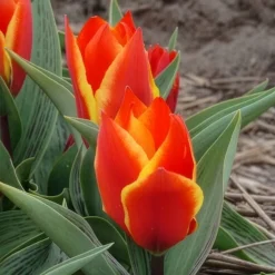 10 Tulipes botaniques Winnipeg - Petites tulipes, grand effet