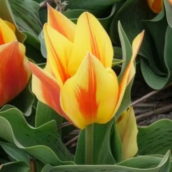 10 Tulipes botaniques Winnipeg - Petites tulipes, grand effet