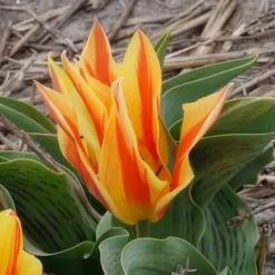 10 Tulipes botaniques Winnipeg - Petites tulipes, grand effet