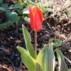 10 Tulipes Chaperon Rouge - Rouge éclatant dès mars