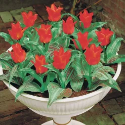 10 Tulipes Chaperon Rouge - Rouge éclatant dès mars