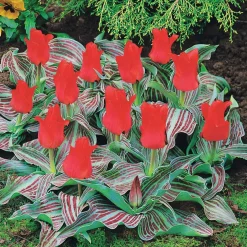 10 Tulipes Chaperon Rouge - Rouge éclatant dès mars