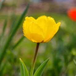 10 Tulipes Crystal Star - Le jaune star du printemps
