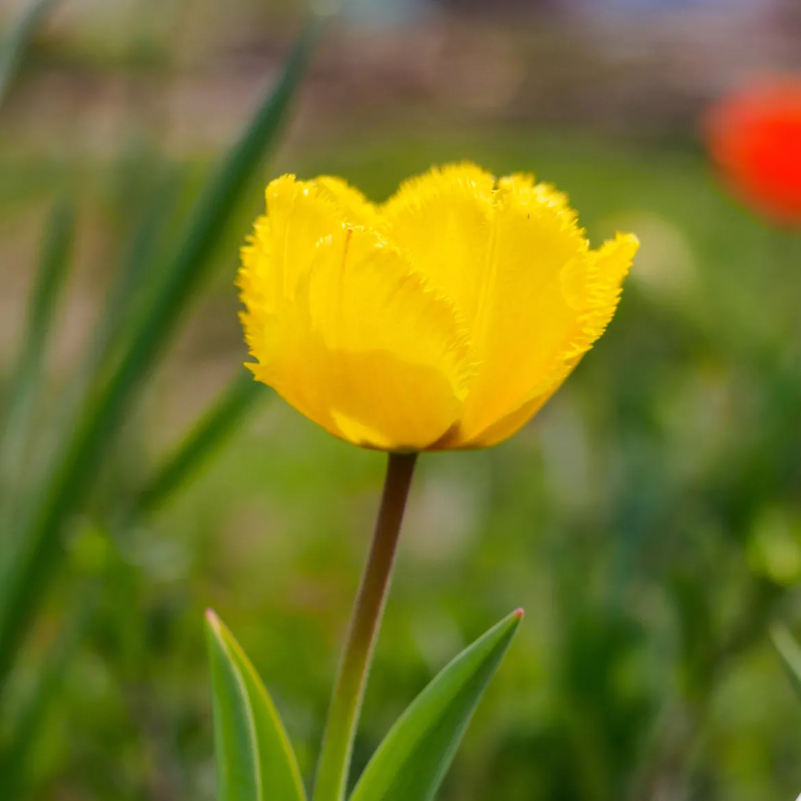10 Tulipes Crystal Star - Le jaune star du printemps
