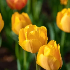 10 Tulipes Crystal Star - Le jaune star du printemps