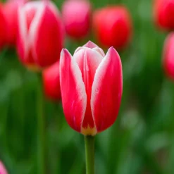 8 Tulipes Darwin Candy Apple Delight - Le rose qui tient longtemps