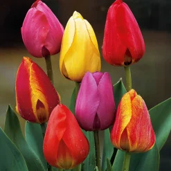 30 Tulipes Darwin en mélange - Un printemps haut en couleur