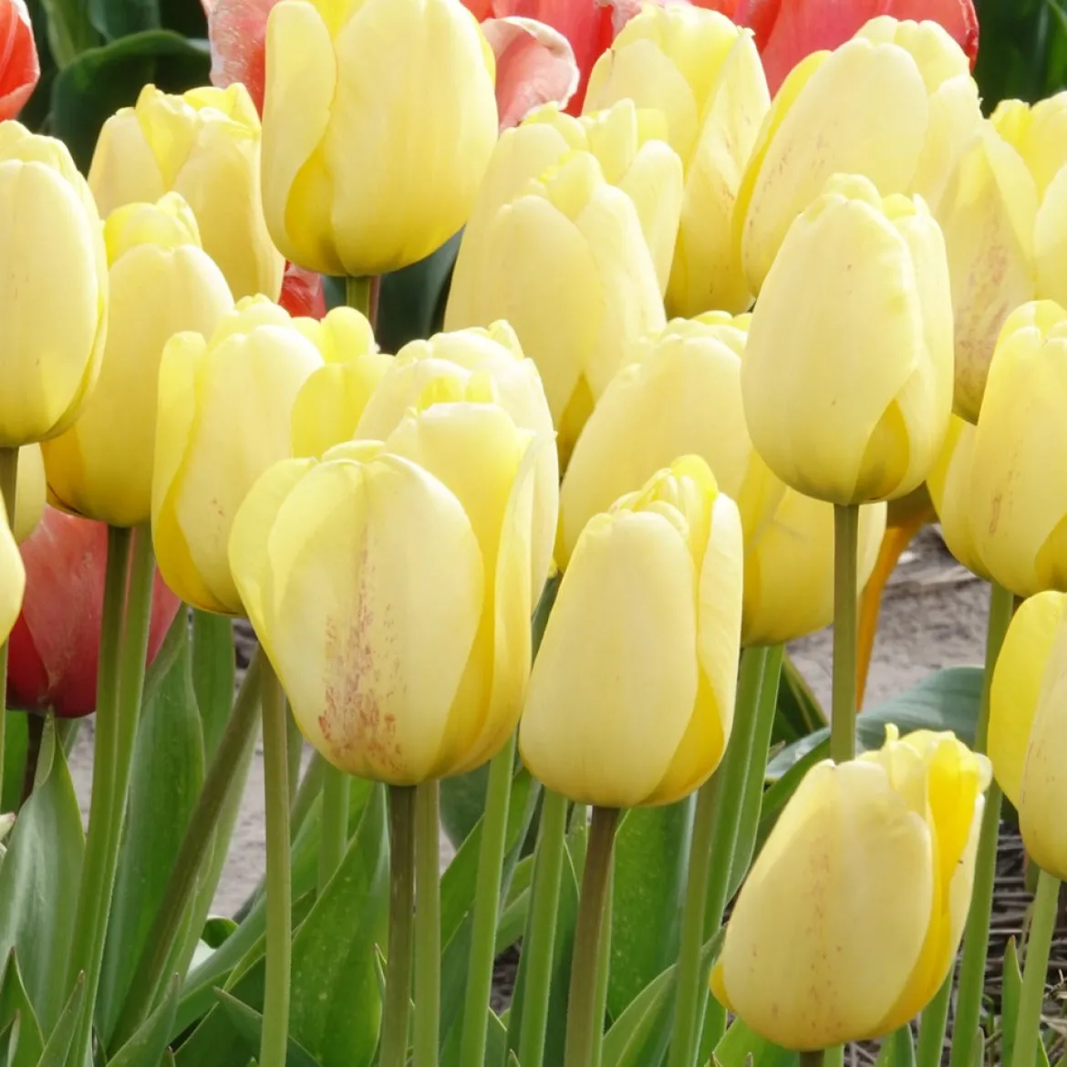 10 Tulipes Darwin Golden parade - Un jaune éclatant tout le printemps