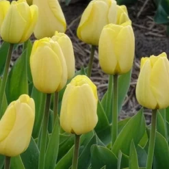 10 Tulipes Darwin Golden parade - Un jaune éclatant tout le printemps