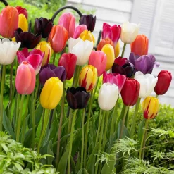 30 Tulipes 60 days of Tulips en mélange - 60 jours de tulipes au jardin