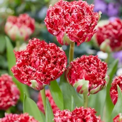 5 Tulipes dentelées double Qatar - Le rouge frangé qui fait tout