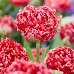 5 Tulipes dentelées double Qatar - Le rouge frangé qui fait tout